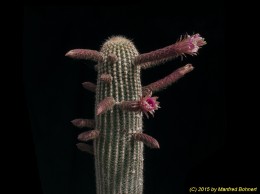 Cleistocactus X Echinopsis spec. 226